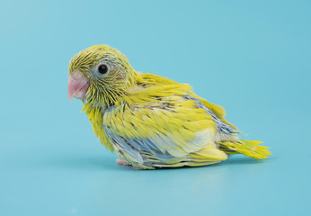 Baby little bird parrot parakeet forpus american yellow color isolated on blue background