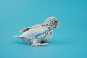 Baby little bird parrot parakeet forpus american white color isolated on blue background