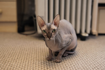 a bald grey cat of the Sphinx breed has frozen and is warming up near a white heater in the apartment