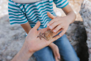 adult shows a child marine life, tiny starfish and seashell in fair skin hand