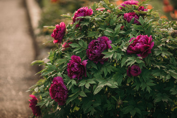 juicy pink blooming peony bud against a background of beautiful green greenery, image of a full blooming garden in summer