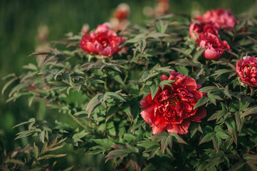 juicy pink blooming peony bud against a background of beautiful green greenery, image of a full blooming garden in summer