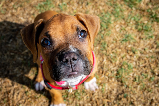 Perro Boxer en el cesped