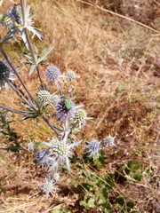 Gold beatle on blue herb