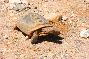Desert Tortoise (NV 00015)