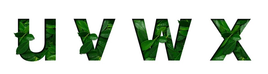 Font leafs u,v,w,x made of Real alive leafs with Precious paper cut shape. Leafs font collection set. © Chalermpon