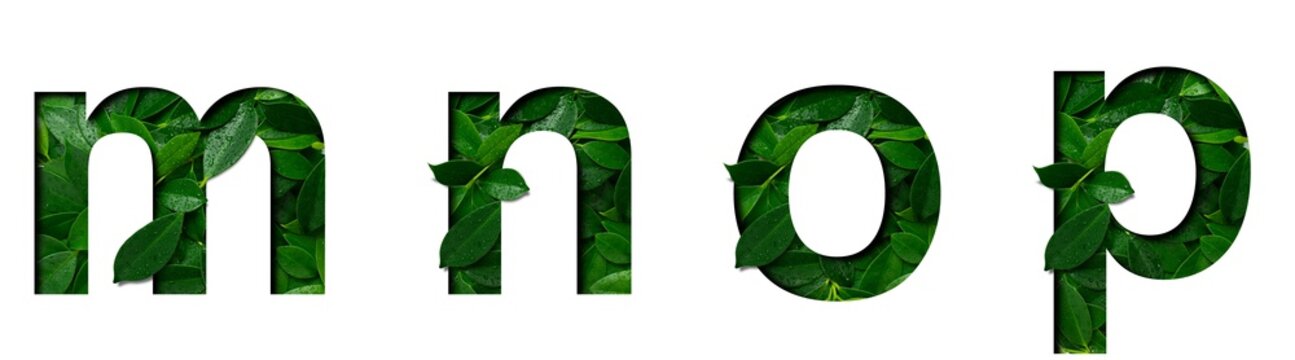 Font leafs m,n,o,p made of Real alive leafs with Precious paper cut shape. Leafs font collection set.