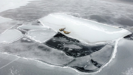Aerial image of seals (spotted seal, largha seal, Phoca largha) laying on the ice floe near the dark sea water in cloudy winter day. Sea mammals in natural habitat. Wild spotted seals closeup.