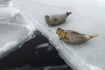 Seals (spotted seal, largha seal, Phoca largha) laying on the edge of ice near the dark sea water in cloudy winter day. Portrait of cute sea mammals. Wild spotted seals closeup.
