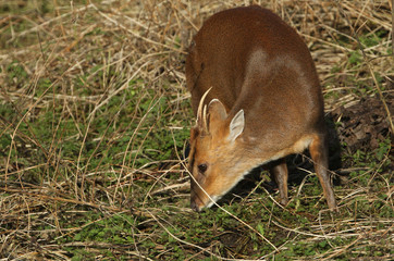 A magnificent wild stag Muntjac Deer, Muntiacus reevesi, feeding in a field at the edge of woodland in the UK.