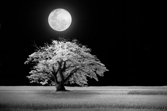 Fototapeta white dream in the black