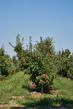 Picture of an apple orchard.