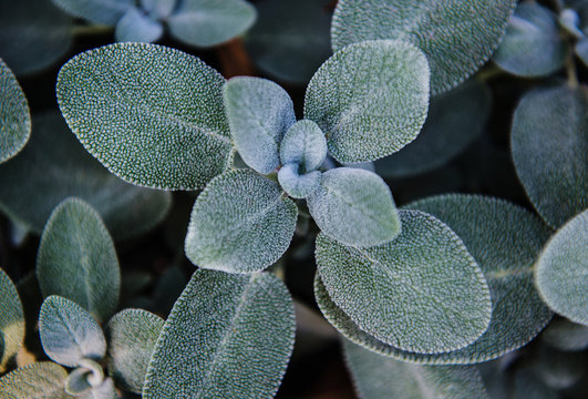 Sage plant 