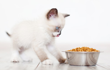 Kitten eating food from bowl
