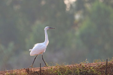 great white egret 