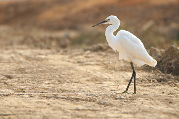 great white egret 