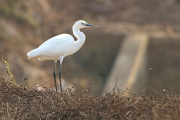 great white egret 