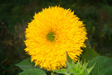 yellow flower in the summer on a flower bed