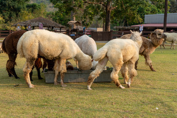 horse and foal