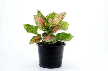 House plants aglaonema in a black plastic pot on a white background