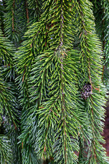 Closeup of evergreen branch pine needles, as a nature background