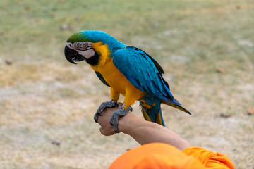 colorful macaw parrot
