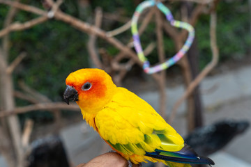 colorful parrot