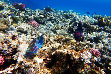 coral reef in Egypt