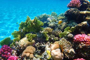 Keuken spatwand met foto koraalrif in Egypte © jonnysek