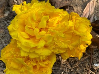 Cochlospermum regium is blooming in Thai weather.