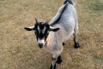 goat on the meadow