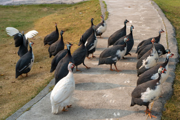 flock of ducks on the ground