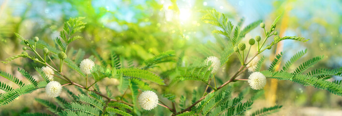 Mimosa pudica, amazing exotic flower. beautiful floral background. sensitive plant, growing...