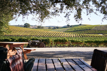 Sitting on a picnic table and enjoying the Scenery of a Vineyard on a Hill During the Day in California  
