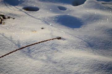 snow texture with some plants on it