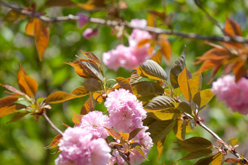 蒲生住吉池の八重桜	
