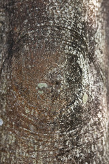 クロガネモチの樹皮	