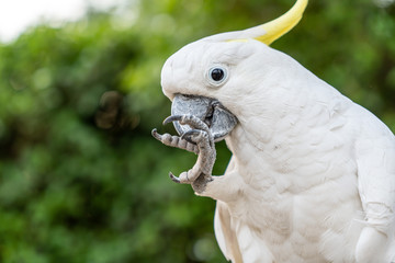 portrait of a parrot