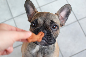 Cute French Bulldog puppy looking at defocused easter bunny shaped dog treat cookie