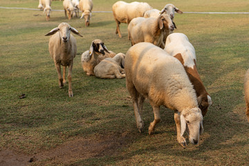 Obraz premium herd of sheep
