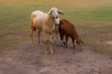 two goats on the farm