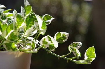 ポトス・エンジョイ　ポトス　園芸　観葉植物