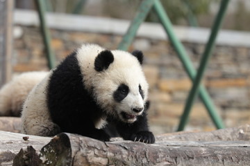 Fototapeta premium Cute Baby Panda on the Playground, Wolong, China