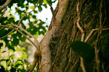 木の幹に絡みつく木蔦