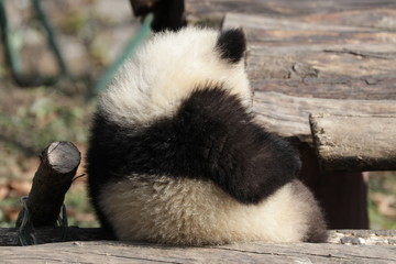 Fluffy Back of Little Panda Cub, Wolong, China
