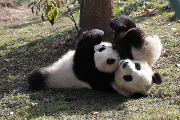Mother Panda is Holding her Cub While Playing on the Ground ,Wolong Giant Panda Nature Reserve, Chinaound, 