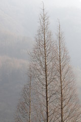 Fototapeta na wymiar trees in fog, Wintertime