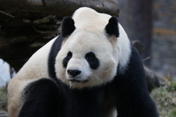 Obraz premium Close Panda's Face, Wolong Giant Panda Nature Reserve, China