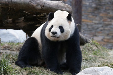 Obraz premium Close Panda's Face, Wolong Giant Panda Nature Reserve, China