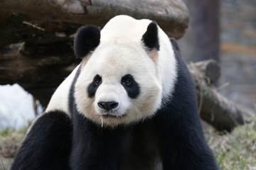 Funny Pose of Giant Panda, Wolong Giant Panda Nature Reserve, China